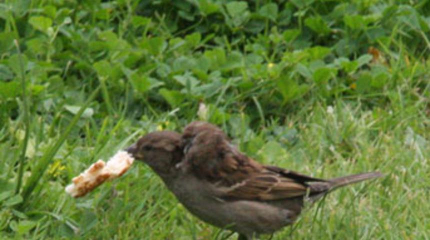 &Ccedil;ift başlı ser&ccedil;e ilgi odağı oldu