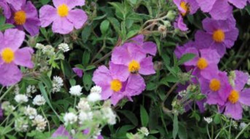 Kestane balı artık sakız olarak &uuml;retiliyor