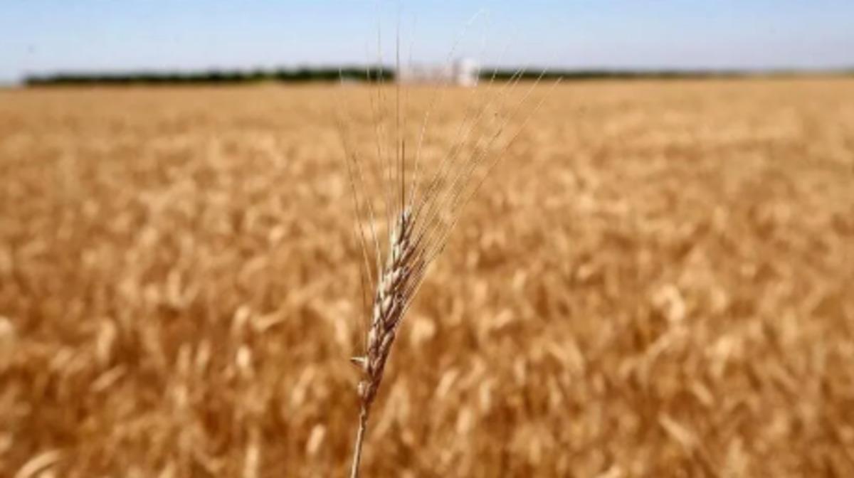 Altında dengeler değişiyor mu? Merkez bankalarının altın hamlesi dikkat &ccedil;ekti 7
