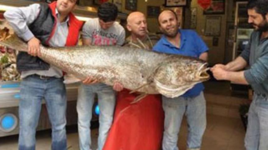 74 kiloluk minekop g&ouml;renleri şaşırttı