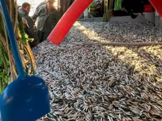 Gelibolu&rsquo;da bin 500 kasa sardalya yakaladı