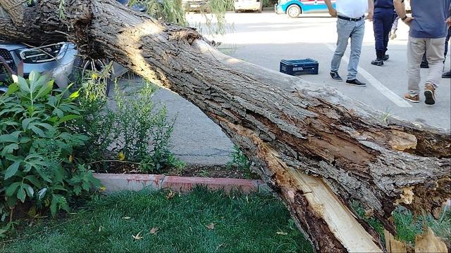 Elazığ’da fırtınanın etkisiyle ağaç araçların üzerine devrildi 6