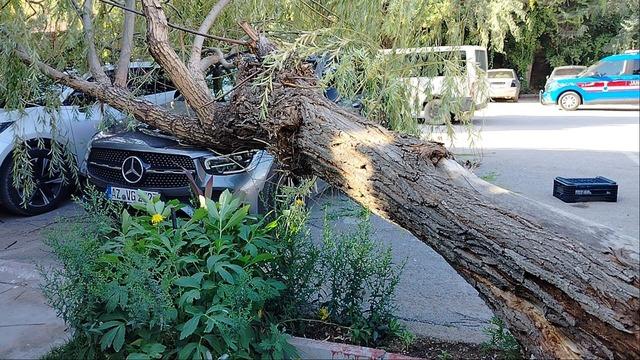 Elazığ’da fırtınanın etkisiyle ağaç araçların üzerine devrildi 4