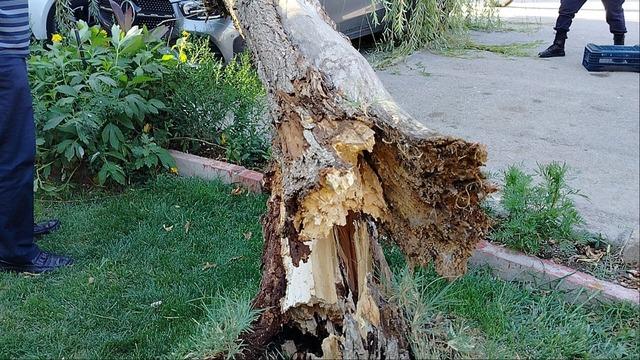 Elazığ’da fırtınanın etkisiyle ağaç araçların üzerine devrildi 3