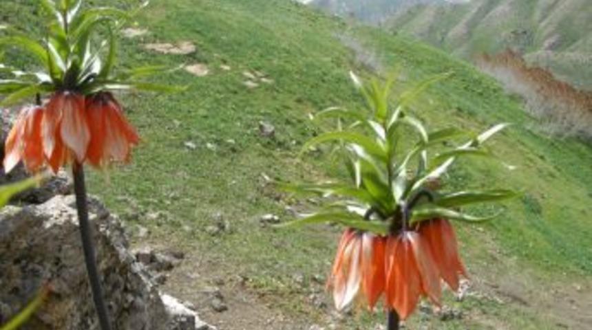 Munzur dağlarındaki ters lale b&uuml;y&uuml;l&uuml;yor