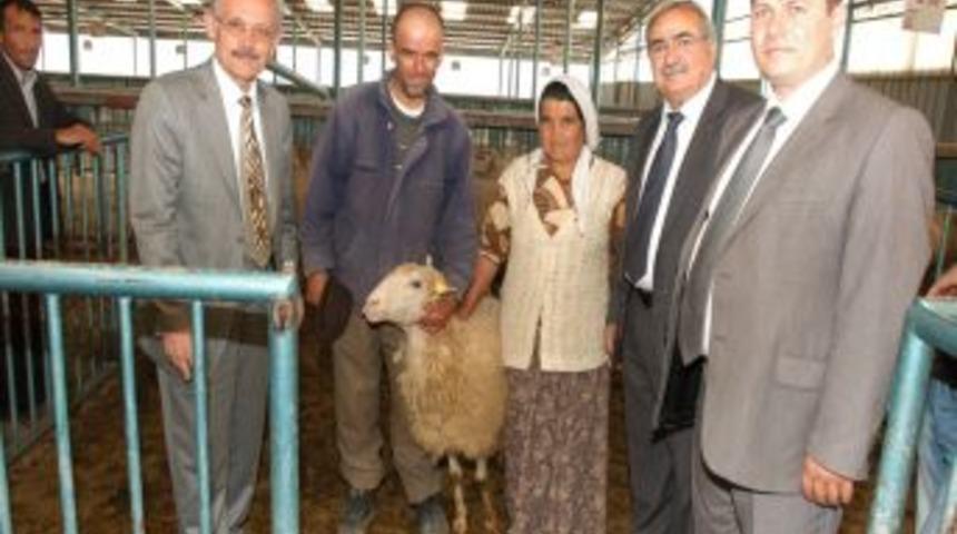 Denizli'de 10 aileye 180 k&uuml;&ccedil;&uuml;kbaş hayvan dağıtıldı