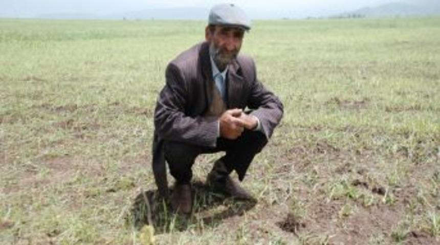 Muş&rsquo;ta dolu yağışı ekili alanlara zarar verdi