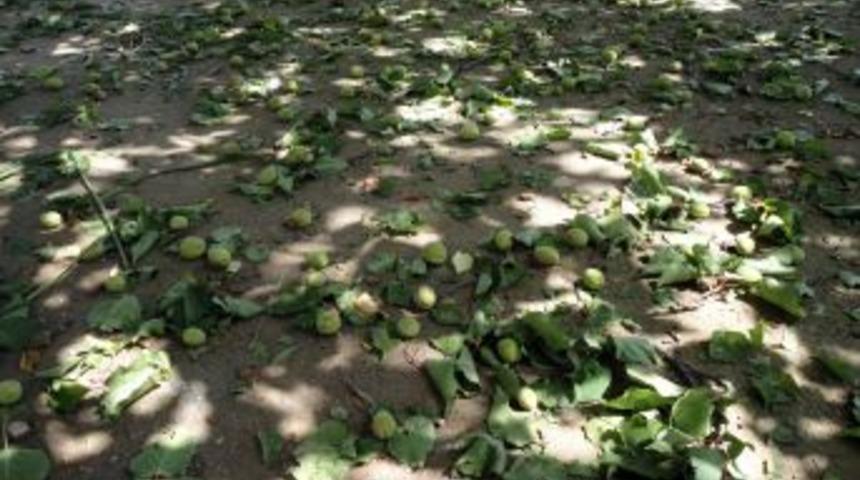 Malatya'da dolu kayısıyı vurdu