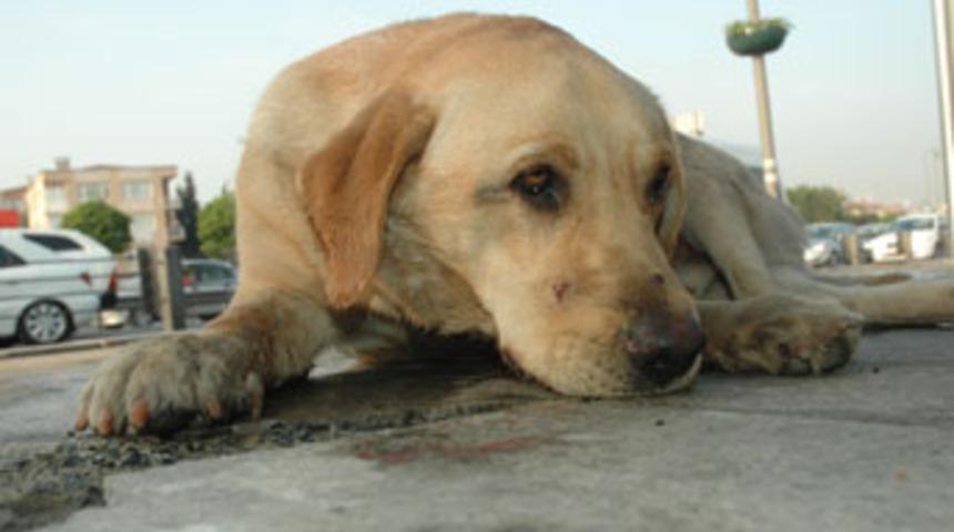 Arabanın &ccedil;arptığı k&ouml;peğin ayakları kırıldı