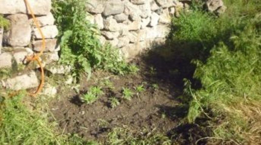 Nevşehir&rsquo;de 240 k&ouml;k kenevir yakalandı