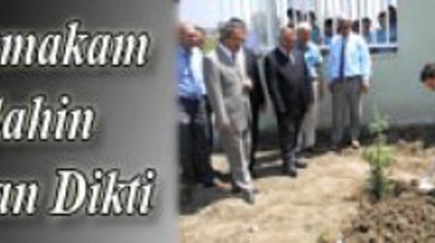 Şahin fidan dikti...
