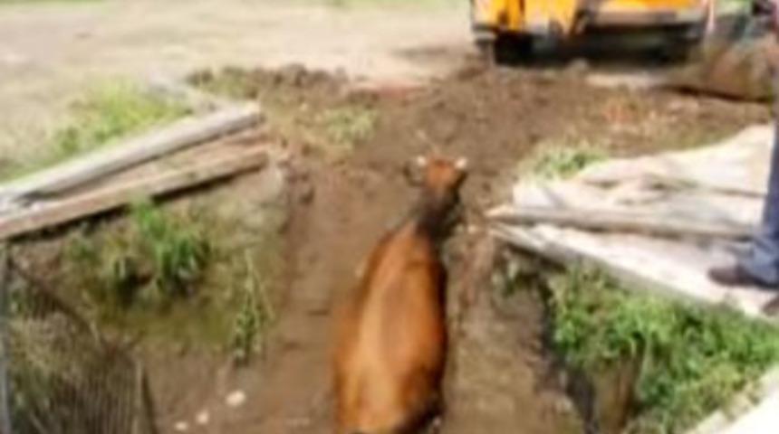 İtfaiyeden inek operasyonu