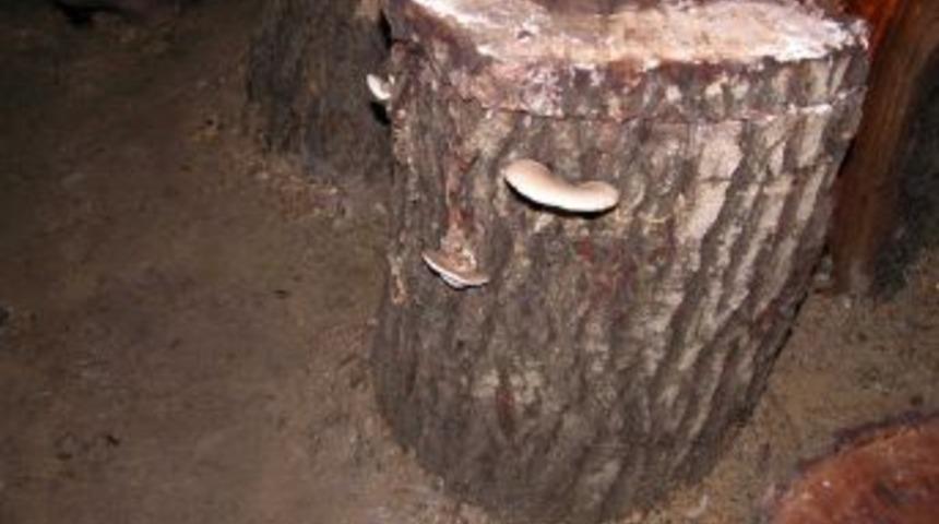 Muğla&rsquo;da k&ouml;yl&uuml;lerin yeni gelir kaynağı 'kayın mantarı'