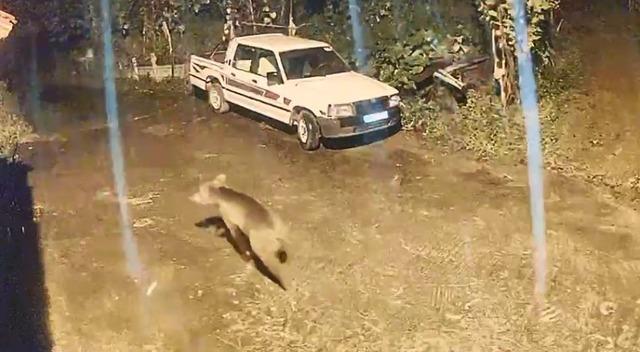 Ayı evin kapısına kadar geldi, o anlar kamerada 1