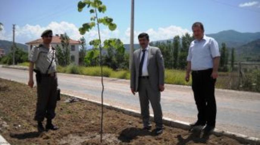 Okul yolu ıhlamur kokacak..