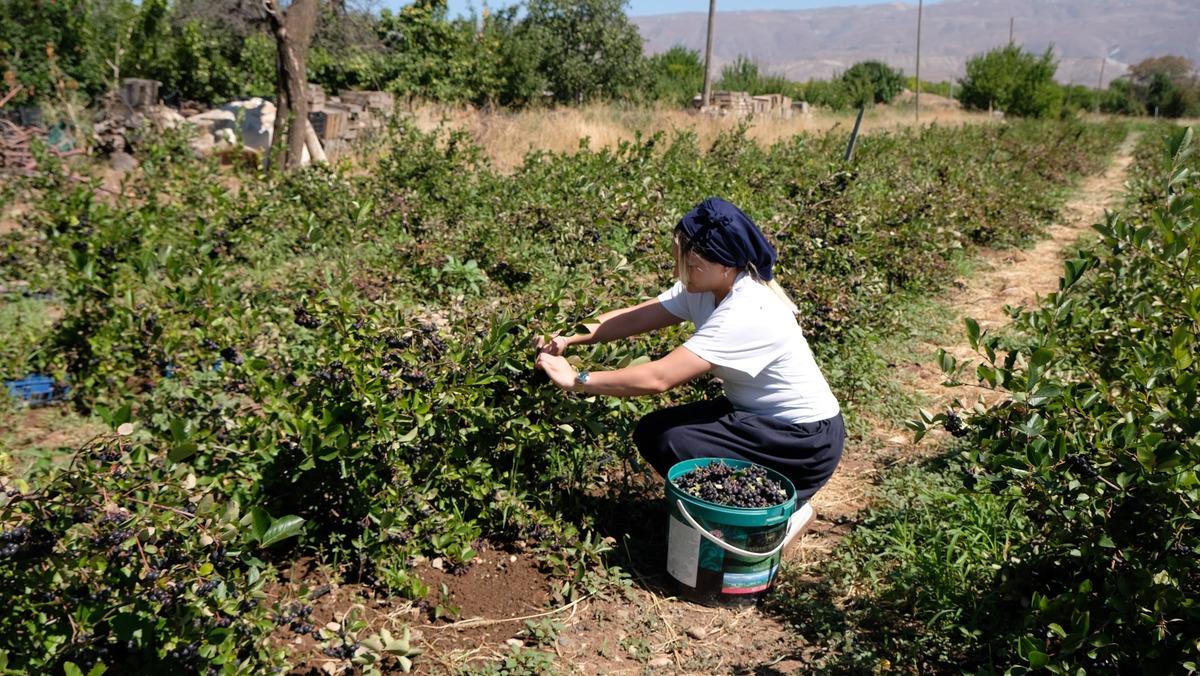 Dondurma yerken tanıştı, hayatı değişti: Süper meyve üretiyor 2