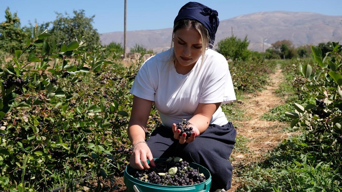 Dondurma yerken tanıştı, hayatı değişti: Süper meyve üretiyor 1