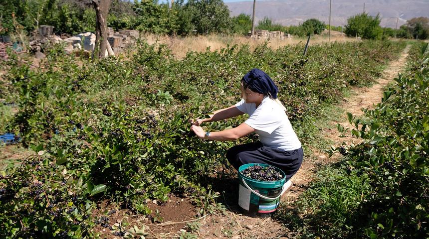 Kadın eli tarlası: Yediği dondurma sayesinde tanıdı şimdi &uuml;lkeye dağıtıyor!