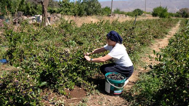 Kadın eli tarlası: Yediği dondurma sayesinde tanıdı şimdi ülkeye dağıtıyor!