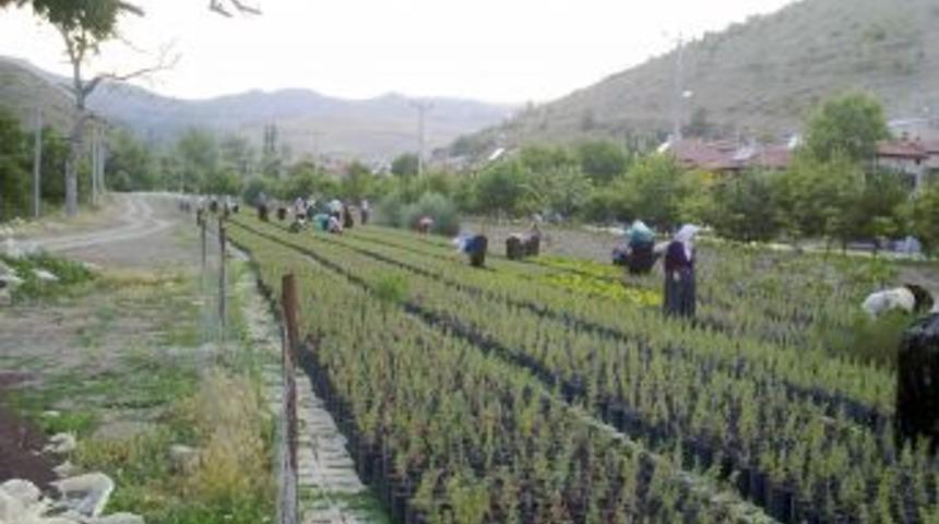 Fidan yetiştiriciliğine b&uuml;y&uuml;k ilgi