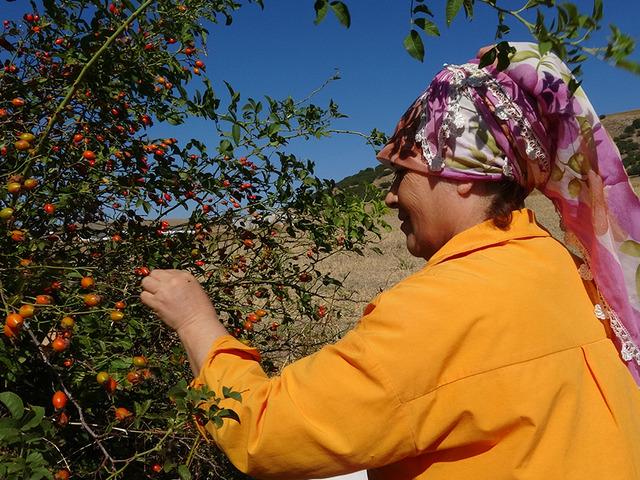 Doğada kendiliğinden yetişiyor: Tam bir şifa deposu