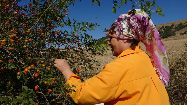 Doğada kendiliğinden yetişiyor: Dikenlerden toplanıyor! Tam bir şifa deposu