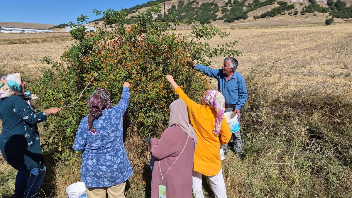 Doğada kendiliğinden yetişiyor: Dikenlerden toplanıyor! Tam bir şifa deposu 3
