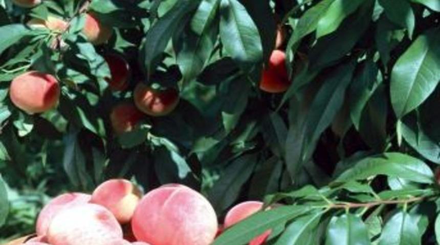 Şeftali bah&ccedil;elerinde hasar tespiti yapılıyor