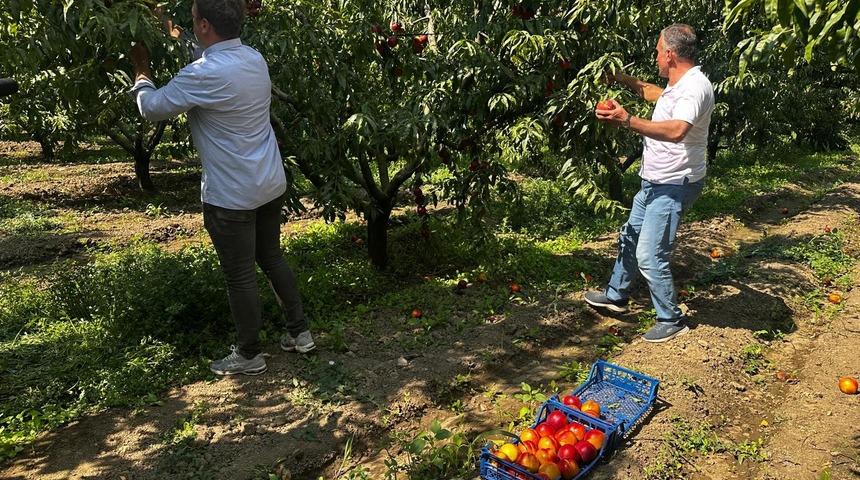 Yazın dibi g&ouml;rm&uuml;şt&uuml;! Fiyatı yeniden 40 liraya y&uuml;kseldi