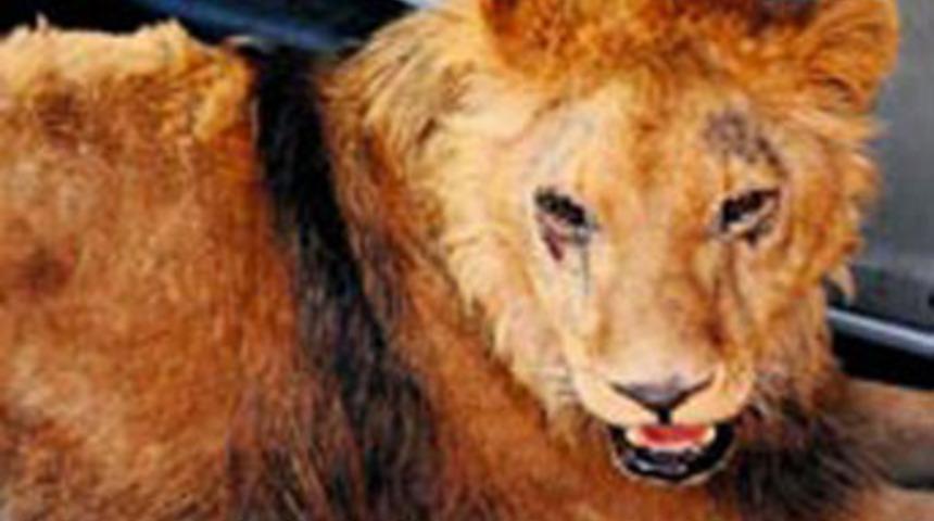 K&ouml;pek diye aldım, aslan &ccedil;ıktı