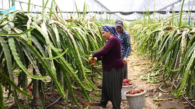 Çiftçi kredisiyle başladı, ihracatçı oldu! Ürünleri yoğun ilgi görüyor