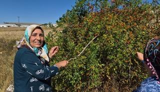 Dikenli dalların arasından toplanıyor: Kış hastalıklarına şifa