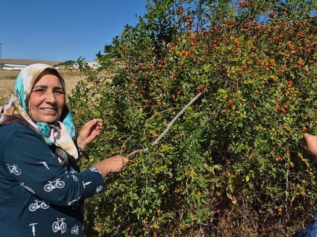 Dikenli dalların arasından toplanıyor: Kış hastalıklarına şifa