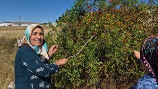 Dikenli dalların arasından toplanıyor: Kış hastalıklarına şifa