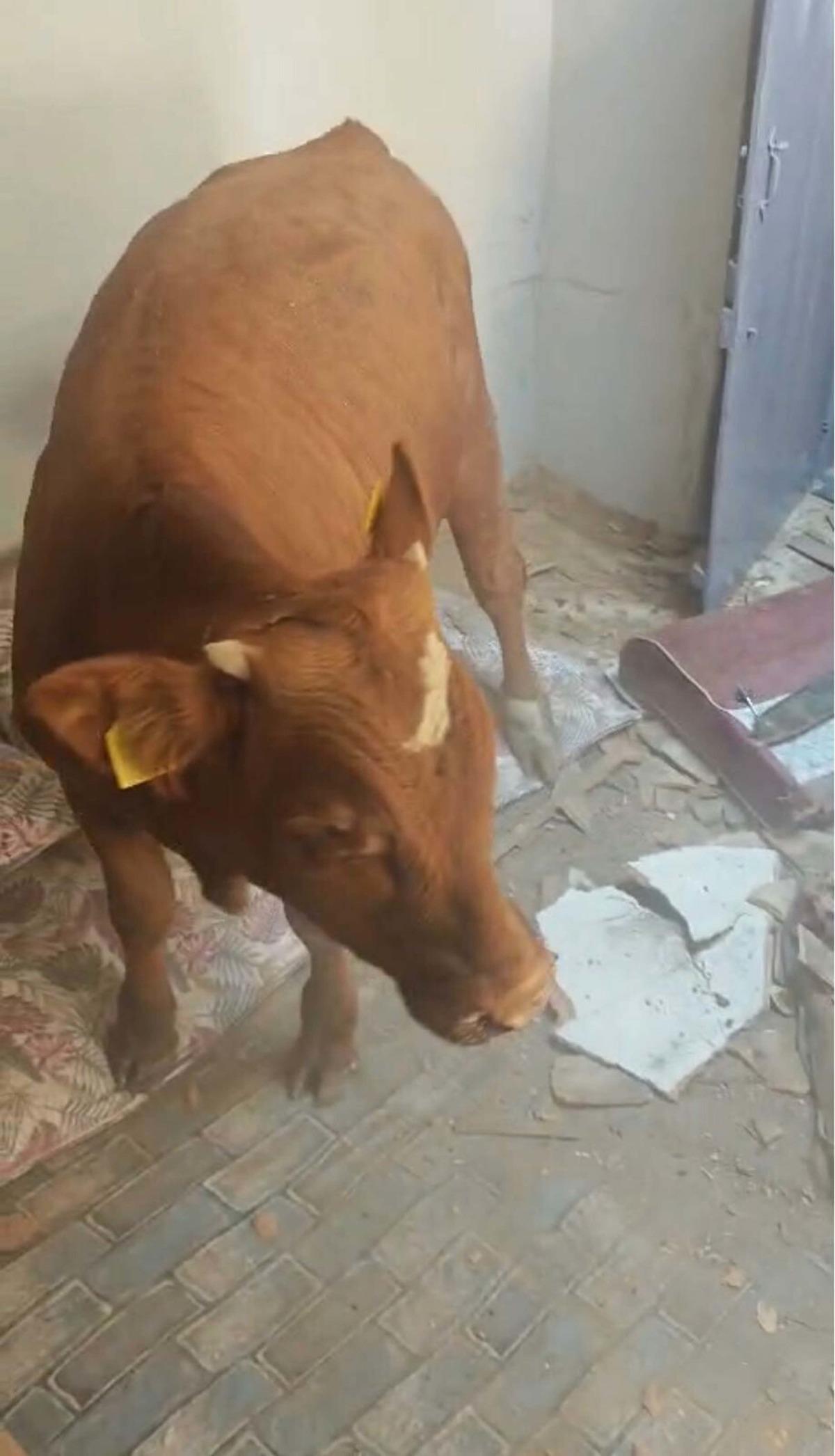 Çatıya dana düştü, tavanı deldi! 2