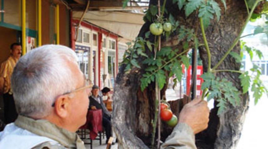 Ağa&ccedil; kovuğunda domates yetiştirdi