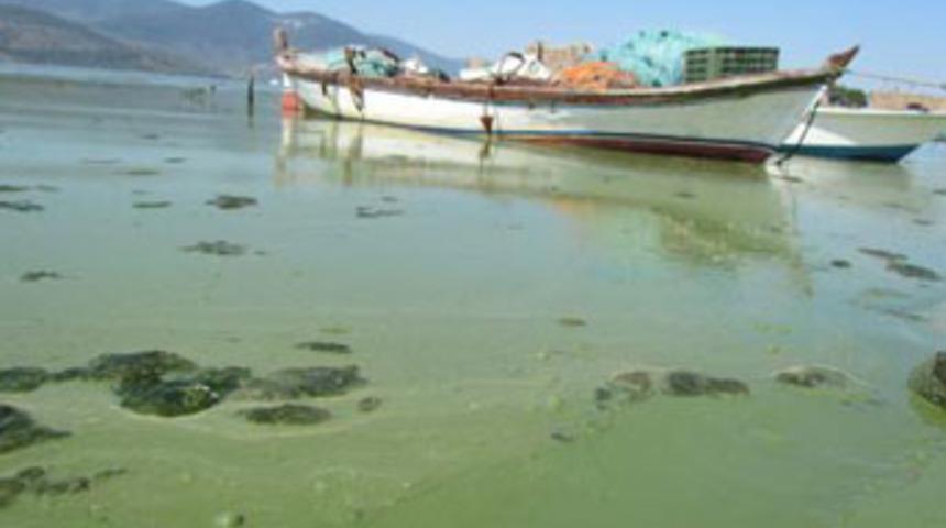 Bafa G&ouml;l&uuml; kirlilikten yeşile d&ouml;nd&uuml;