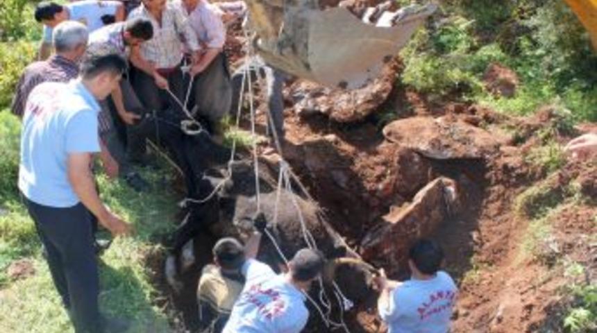 Mağaraya d&uuml;şen inek, Alanya itfaiyesi iş makineleriyle kurtarıldı