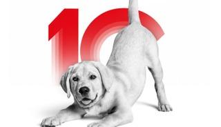 Kedi ve k&ouml;peklerin gizemli d&uuml;nyasına davetlisin: Royal Canin Deneyim Evi'nde seni neler bekliyor?