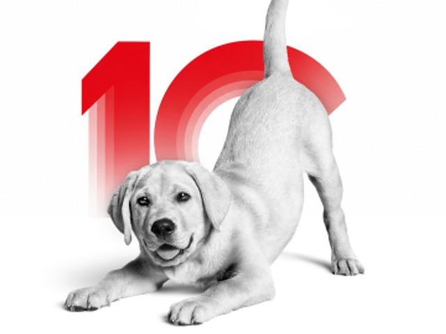 Kedi ve k&ouml;peklerin gizemli d&uuml;nyasına davetlisin: Royal Canin Deneyim Evi'nde seni neler bekliyor?