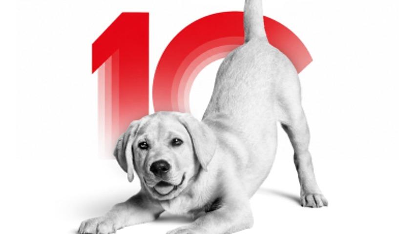 Kedi ve k&ouml;peklerin gizemli d&uuml;nyasına davetlisin: Royal Canin Deneyim Evi'nde seni neler bekliyor?