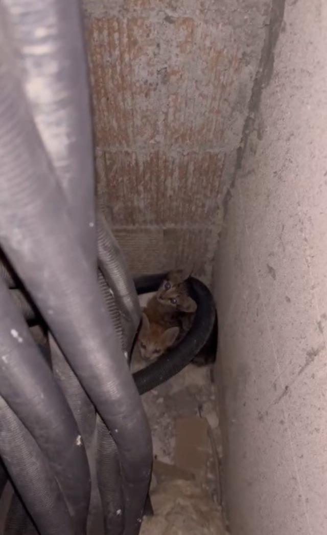Havalandırma boşluğuna d&uuml;şen 3 yavru kediyi itfaiye kurtardı 4