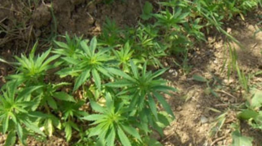 8 bin 535 k&ouml;k hint keneviri ele ge&ccedil;irildi