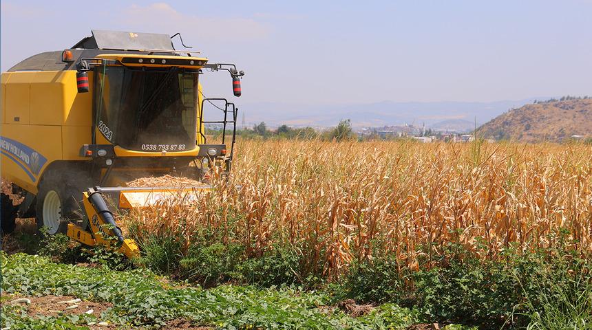 Tarlada 14, markette 26.50 TL'den satılıyor! P&uuml;sk&uuml;l&uuml; bile şifa deposu