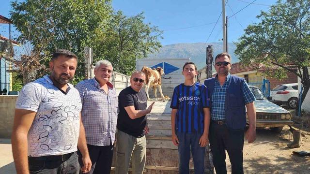 &Ccedil;ivril&rsquo;de kaybolan iki buzağı mahalle halkını seferber etti 1