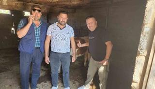 &Ccedil;ivril&rsquo;de kaybolan iki buzağı mahalle halkını seferber etti