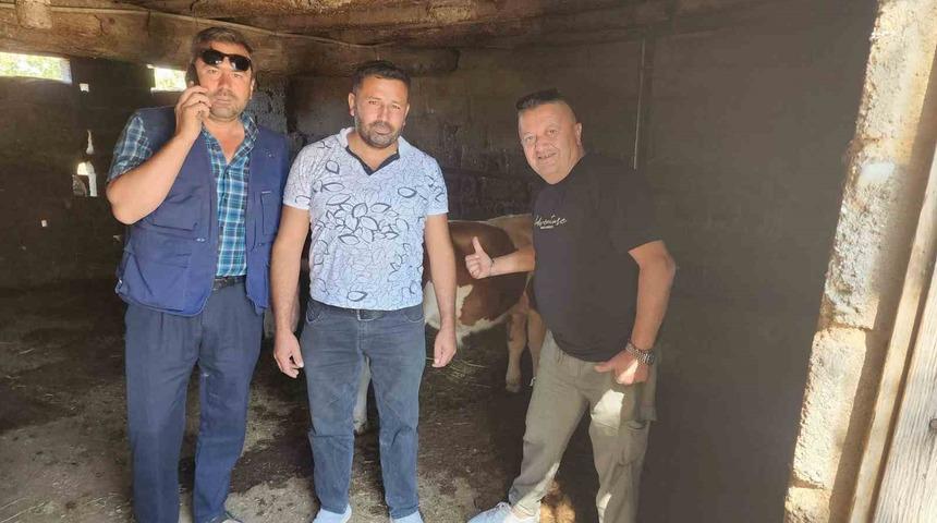 &Ccedil;ivril&rsquo;de kaybolan iki buzağı mahalle halkını seferber etti