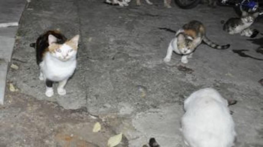 Kira gelirini kedilerine mama parası yapıyor (&Ouml;zel)