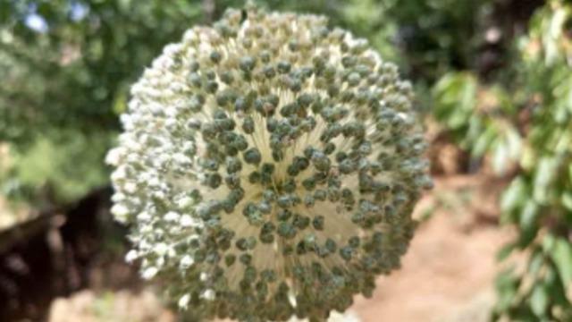 Dünyada sadece Tunceli’de yetişiyor! İzinsiz toplayana milyonluk ceza