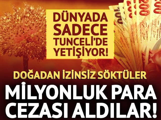 D&uuml;nyada sadece Tunceli&rsquo;de yetişiyor! İzinsiz toplayana milyonluk ceza